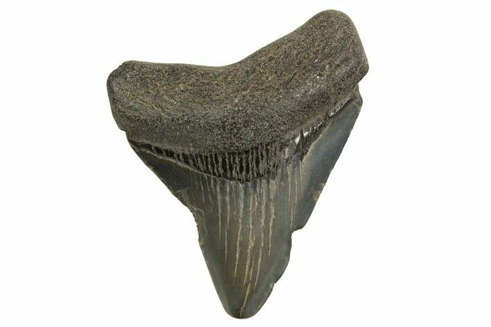 Juvenile Megalodon Tooth - Georgia #329834